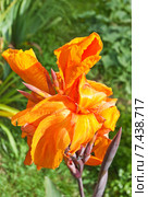 Канна садовая (Canna) Стоковое фото, фотограф Алёшина Оксана / Фотобанк Лори