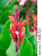 Канна садовая красная (Canna) Стоковое фото, фотограф Алёшина Оксана / Фотобанк Лори