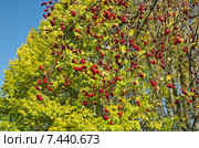 Ягоды боярышник аобыкновенного  (лат. Crataegus laevigata) на фоне зеленой листвы. Стоковое фото, фотограф Елена Коромыслова / Фотобанк Лори