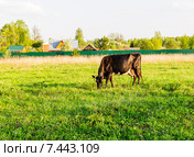Корова тёмной масти, пасущаяся на весеннем лугу. Подмосковье. (2015 год). Стоковое фото, фотограф Владимир Устенко / Фотобанк Лори