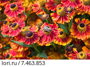 Цветы Гелениума (Helenium) Стоковое фото, фотограф Алёшина Оксана / Фотобанк Лори