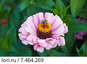 Цинния (Zinnia) Стоковое фото, фотограф Алёшина Оксана / Фотобанк Лори