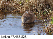 Ондатра, или мускусная крыса (лат. Ondatra zibethicus). Зверёк весной на берегу водоёма на Ямале. Стоковое фото, фотограф Григорий Писоцкий / Фотобанк Лори