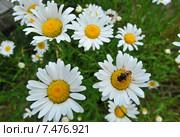Field of daisies. Стоковое фото, фотограф Anton Oparin / Фотобанк Лори