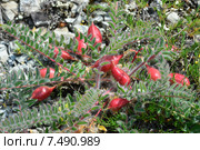 Астрагал пузырчатый, или Астрагал вздутый (лат. Astragalus physodes) Стоковое фото, фотограф Игорь Архипов / Фотобанк Лори