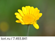 Пупавка красильная (лат. Anthemis tinctoria) Стоковое фото, фотограф Игорь Архипов / Фотобанк Лори