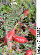 Астрагал пузырчатый, или Астрагал вздутый (лат. Astragalus physodes) Стоковое фото, фотограф Игорь Архипов / Фотобанк Лори