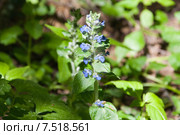 Живучка ползучая (Ajuga reptans) Стоковое фото, фотограф Алёшина Оксана / Фотобанк Лори