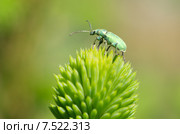 Долгоносик крапивный (лат. Phyllobius urticae) на молодом побеге ели. Стоковое фото, фотограф Елена Коромыслова / Фотобанк Лори