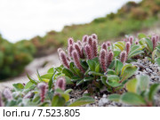 Арктическая ива (Salix arctica) Стоковое фото, фотограф Yuriy  Barbaruk / Фотобанк Лори