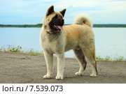 Собака породы американская акита стоит на фоне озера. Стоковое фото, фотограф Елена Кутепова / Фотобанк Лори