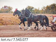 Тройка Рыбакова с коренником Локон (2014 год). Редакционное фото, фотограф Julia Shepeleva / Фотобанк Лори
