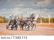 Тройка серых орловцев с коренником Лемур ("Акрон") (2014 год). Редакционное фото, фотограф Julia Shepeleva / Фотобанк Лори