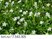 Звездчатка лесная, или дубравная (лат. Stellaria nemorum), фон. Стоковое фото, фотограф Елена Коромыслова / Фотобанк Лори