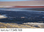 Фламинго в пустыне Атакама, Боливия (2013 год). Стоковое фото, фотограф Жукова Юлия / Фотобанк Лори