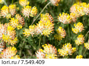 Язвенник обыкновенный (Anthyllis vulneraria) Стоковое фото, фотограф Ирина Яровая / Фотобанк Лори