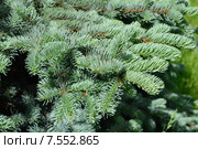 Веточки голубой ели (лат. Picea pungens) Стоковое фото, фотограф lana1501 / Фотобанк Лори