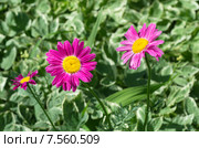 Пиретрум розовый, или Персидская ромашка (лат. Pyrethrum roseum) на фоне декоративной сныти. Стоковое фото, фотограф Елена Коромыслова / Фотобанк Лори
