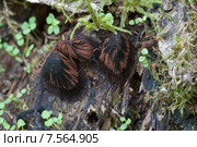 Грибы Миксомицеты Stemonitis fusca на старом упавшем дереве, спорангии. Стоковое фото, фотограф Александр Курлович / Фотобанк Лори