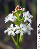 Вахта трёхлистная (Menyanthes trifoliata). Цветы и бутоны крупным планом. Стоковое фото, фотограф Григорий Писоцкий / Фотобанк Лори