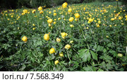 Купавка (Trollius) Стоковое видео, видеограф Куликов Константин / Фотобанк Лори
