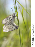 Бабочка боярышница. Butterfly. Стоковое фото, фотограф Игорь Семенов / Фотобанк Лори