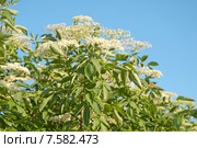 Бузина черная, цветение (Caprifoliaceae) Стоковое фото, фотограф Svet / Фотобанк Лори