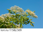 Бузина черная, цветение (Caprifoliaceae) Стоковое фото, фотограф Svet / Фотобанк Лори