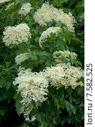 Бузина черная, цветение (Caprifoliaceae) Стоковое фото, фотограф Svet / Фотобанк Лори