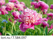 Розовые сортовые пионы (лат. Paeonia) Стоковое фото, фотограф Svet / Фотобанк Лори