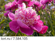Розовый красивый цветок  пиона, сорт "Золотое руно" (лат. Paeonia) Стоковое фото, фотограф Svet / Фотобанк Лори