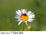 Божья коровка на ромашке. Стоковое фото, фотограф Яна Королёва / Фотобанк Лори