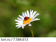 Божья коровка на ромашке. Стоковое фото, фотограф Яна Королёва / Фотобанк Лори
