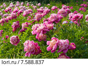 Розовые сортовые пионы (лат. Paeonia) Стоковое фото, фотограф Svet / Фотобанк Лори
