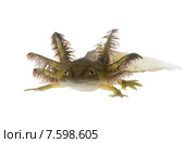 Портрет тритона - Аксолотля тигровой амбистомы (Ambystoma tigrinum) Стоковое фото, фотограф Ирина Кожемякина / Фотобанк Лори