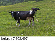 Две коровы пасутся на лугу пасмурным днём. Стоковое фото, фотограф Николай Мухорин / Фотобанк Лори