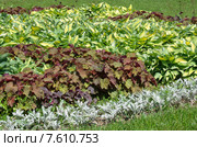 Клумба из Хосты (лат. Hosta) и Гейхеры (лат. Heuchera) Стоковое фото, фотограф Елена Коромыслова / Фотобанк Лори