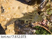 Аксолотль тигровой амбистомы (Ambystoma tigrinum) в естественной среде. Высокогорное озеро штата Юты, США (2015 год). Стоковое фото, фотограф Ирина Кожемякина / Фотобанк Лори