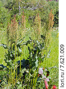 Щавель конский (Rumex confertus) Стоковое фото, фотограф Евгений Мухортов / Фотобанк Лори