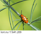 Жук листоед Трещалка спаржевая (Chrysomelidae) Стоковое фото, фотограф Галина Савина / Фотобанк Лори