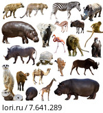 Set of hippopotamus and other African animals. Стоковое фото, фотограф Яков Филимонов / Фотобанк Лори