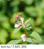 Пчела собирает нектар на цветке снежноягодника белого (Symphoricarpos albus) Стоковое фото, фотограф Алёшина Оксана / Фотобанк Лори
