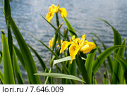 Желтый ирис  (Iris pseudacorus) Стоковое фото, фотограф Татьяна Кахилл / Фотобанк Лори