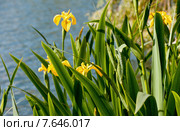Желтый ирис  (Iris pseudacorus) Стоковое фото, фотограф Татьяна Кахилл / Фотобанк Лори