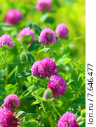 Клевер луговой (красный). Trifolium pratense. Цветение растения на Ямале в июле. Стоковое фото, фотограф Григорий Писоцкий / Фотобанк Лори