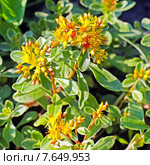 Очиток,Седум Камчатский (Sedum kamtschaticum) Стоковое фото, фотограф Евгений Мухортов / Фотобанк Лори