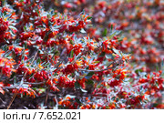 Teucrium heterophyllum in spring day. Стоковое фото, фотограф Яков Филимонов / Фотобанк Лори