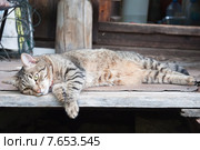Европейский короткошерстный кот расслабился. Стоковое фото, фотограф Алёшина Оксана / Фотобанк Лори