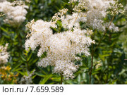 Таволга, или Лабазник (лат. Filipendula) Стоковое фото, фотограф Ольга Пашкова / Фотобанк Лори