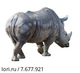 white rhinoceros. Isolated over white background. Стоковое фото, фотограф Яков Филимонов / Фотобанк Лори